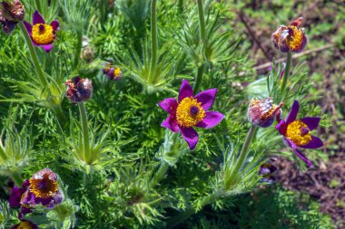 Baharda bahçede güzel Pulsatilla vulgaris. Pulsatilla vulgaris, Ranunculaceae familyasına ait çiçekli bir bitki türüdür..