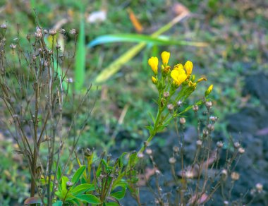 Çayırdaki altın ya da sarı keten çiçekleri, Linum çeşnisi