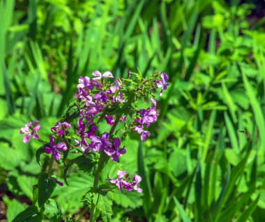 Lunaria Annua - Dürüst olarak da bilinir. İlkbaharda Ay 'ın süs modülleri, yakın plan. Lunaria Annua, genellikle gümüş dolar, dolar fabrikası, ay otu, dürüstlük ve ay ışığı olarak bilinir..