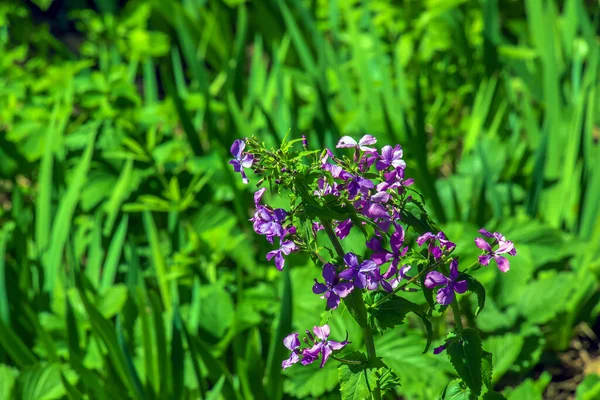 Lunaria Annua - Dürüst olarak da bilinir. İlkbaharda Ay 'ın süs modülleri, yakın plan. Lunaria Annua, genellikle gümüş dolar, dolar fabrikası, ay otu, dürüstlük ve ay ışığı olarak bilinir..