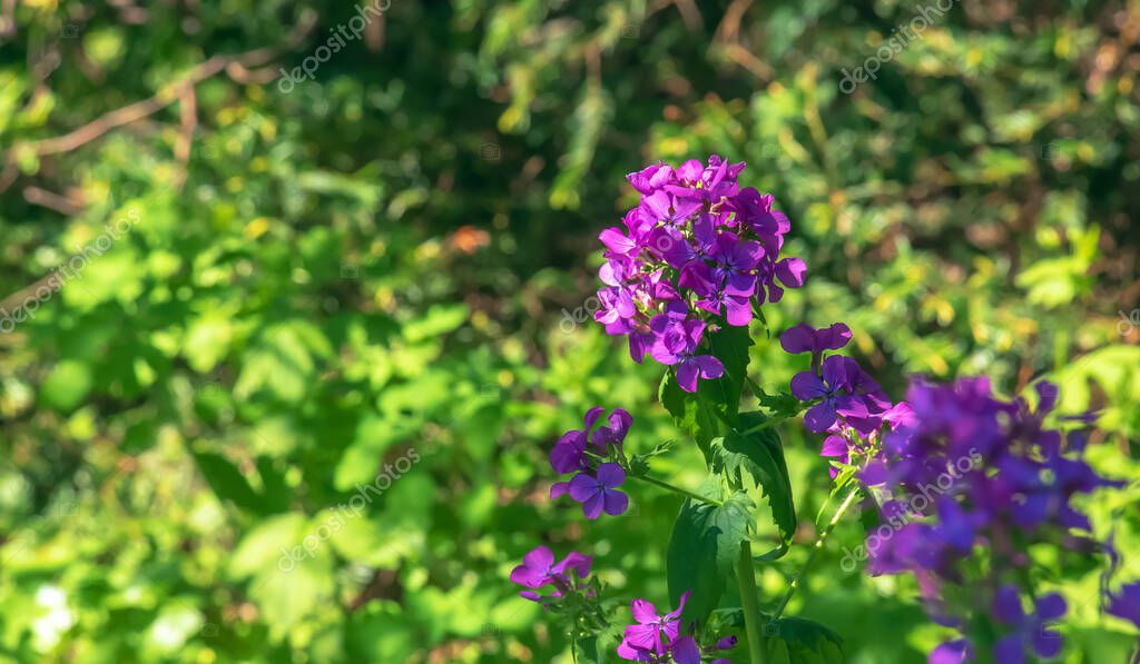 Lunaria annua, también conocida como Honestidad, vainas ornamentales de lunaria en primavera
