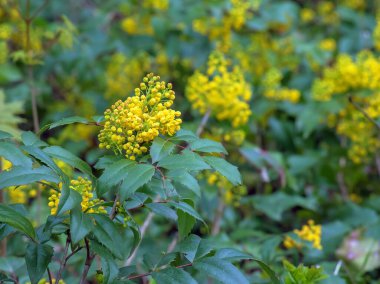 Mahonia aquifolium. Bir mahonia japonica çalısının parlak sarı çiçekleri.