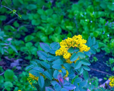 Mahonia aquifolium. Bir mahonia japonica çalısının parlak sarı çiçekleri.