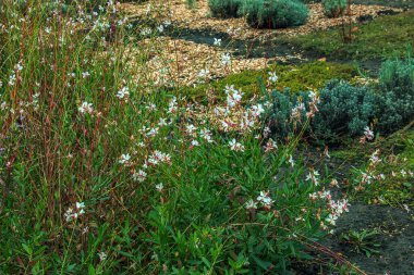 Kapatın Gaura Lindheimeri ya da Dönen Kelebekler yazın bahçede görülür.