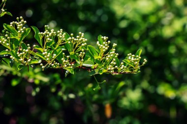 Doğanın bahar arkaplanı. Pyracantha coccinea beyaz çiçekleri bahçede. Beyaz ateş dikenli çalı filizleniyor. Açan bahar çalısı Pyracantha coccinea