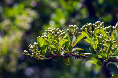 Doğanın bahar arkaplanı. Pyracantha coccinea beyaz çiçekleri bahçede. Beyaz ateş dikenli çalı filizleniyor. Açan bahar çalısı Pyracantha coccinea