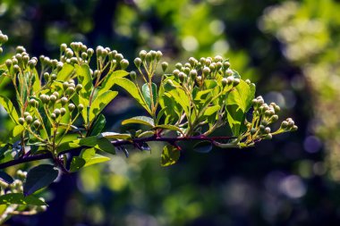 Doğanın bahar arkaplanı. Pyracantha coccinea beyaz çiçekleri bahçede. Beyaz ateş dikenli çalı filizleniyor. Açan bahar çalısı Pyracantha coccinea