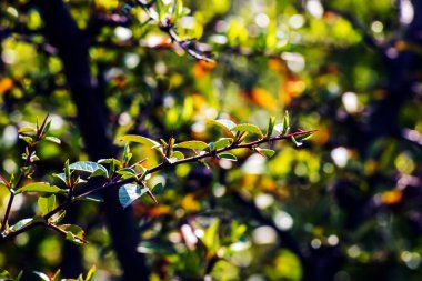 Doğal bahar geçmişi. Baharın başında Pyracantha Coccinea bahçede. İlk yeşil yapraklar ve geçen yılın kuru meyveleri Pyracantha coccinea..