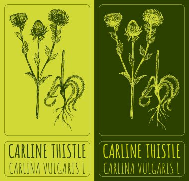Vektör çizimleri Carline Thisstle. El çizimi çizimi. Latince adı CARLINA VULGARIS L.