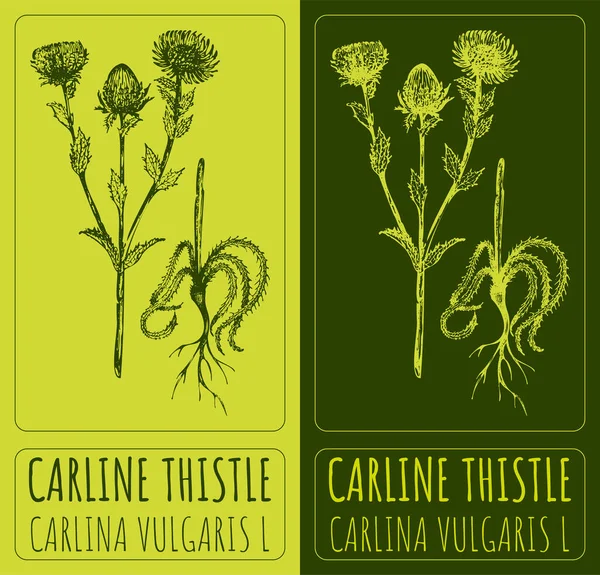 Vektör çizimleri Carline Thisstle. El çizimi çizimi. Latince adı CARLINA VULGARIS L.