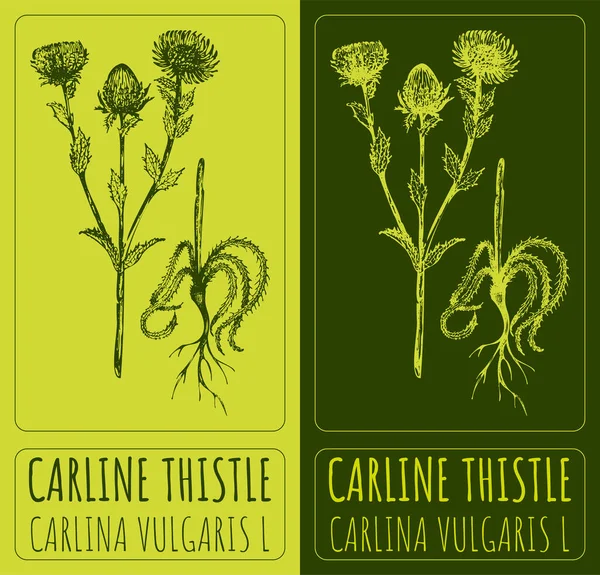 Vector Drawings Carline Thistle Hand Drawn Illustration Latin Name Carlina — Stock Vector