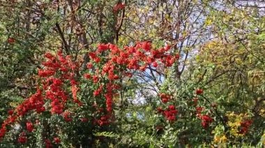 Sonbaharda bahçede kırmızı ocak boynuzu parlak meyveleri Pyracantha kakusinea, kırmızı ocak boynuzu