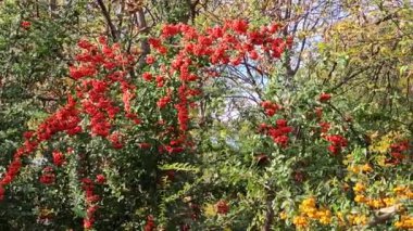 Sonbaharda bahçede kırmızı ocak boynuzu parlak meyveleri Pyracantha kakusinea, kırmızı ocak boynuzu