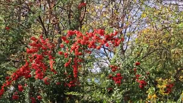 秋の庭でスカーレットファイヤーホルンの明るい果実 赤いファイヤーホルン — ストック動画