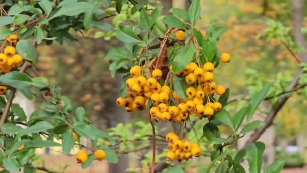 Leuchtende Beeren Des Scharlachroten Feuerhorns Pyracantha Coccinea Herbst Garten Rotes — Stockvideo