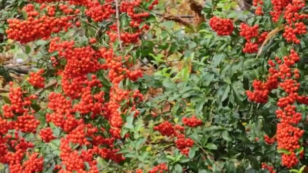 Bright Berries Scarlet Firehorn Pyracantha Coccinea Garden Autumn Red Firehorn — Stock Video