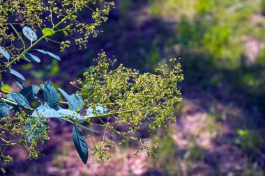 Cotinus coggygria, rhus cotinus, Smoketree, Smoketree, Smoke Tree, Smoke Bush veya Dyer 's Sumach çiçekli bir bitki türüdür. Doğal yeşil ve pembe çiçek arkaplanı