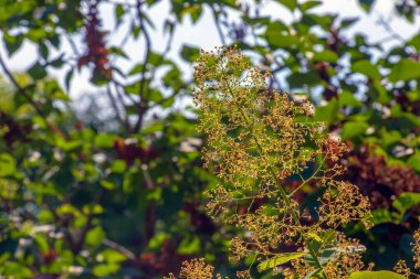 Cotinus coggygria, rhus cotinus, Smoketree, Smoketree, Smoke Tree, Smoke Bush veya Dyer 's Sumach çiçekli bir bitki türüdür. Doğal yeşil ve pembe çiçek arkaplanı
