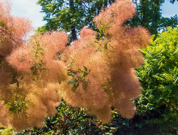 stock image Cotinus coggygria, rhus cotinus, smoketree, smoke tree, smoke bush, or dyer's sumach is a species of flowering plant. Natural green and pink flower background