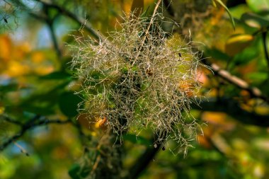 Cotinus coggygria, rhus cotinus, Smoketree, Smoketree, Smoke Tree, Smoke Bush veya Dyer 's Sumach çiçekli bir bitki türüdür. Doğal yeşil ve pembe çiçek arkaplanı