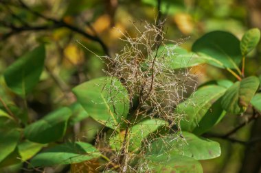 Cotinus coggygria, rhus cotinus, Smoketree, Smoketree, Smoke Tree, Smoke Bush veya Dyer 's Sumach çiçekli bir bitki türüdür. Doğal yeşil ve pembe çiçek arkaplanı