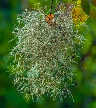 Cotinus coggygria, rhus cotinus, Smoketree, Smoketree, Smoke Tree, Smoke Bush veya Dyer 's Sumach çiçekli bir bitki türüdür. Doğal yeşil ve pembe çiçek arkaplanı