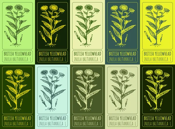 stock image Set of  drawing of BRITISH YELLOWHEAD in various colors. Hand drawn illustration. Latin name INULA BRITANNICA L.