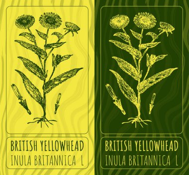 Vektör çizimleri, BRITISH YELLOwhhead. El çizimi çizimi. Latince adı INULA BRITANNICA L.