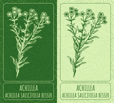 Vektör çizimleri Achillea. El çizimi çizimi. Latince adı ACHILLEA SALICIFOLIA BESSER.