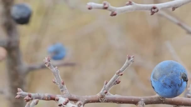Przetarg Świeże Jagody Tarniny Lub Języku Łacińskim Prunus Spinosa Rosnące — Wideo stockowe
