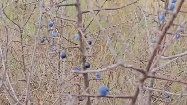 Tiernas Bayas Frescas Latín Prunus Spinosa Que Crecen Estado Silvestre — Vídeos de Stock
