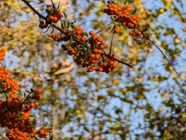 Sonbaharda bahçede kırmızı ocak boynuzu parlak meyveleri Pyracantha kakusinea, kırmızı ocak boynuzu