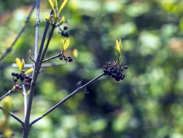 Japon güzelliği veya Callicarpa japonica İlkbaharda Ukrayna 'daki Dnepropetrovsk Botanik Bahçesinde.