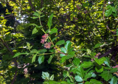 Baharda mis kokulu sumac 'ın yakın çekimi. Latince adı Rhus Aromatica. Sumac dünya çapında astropikal ve ılıman bölgelerde yetişir..