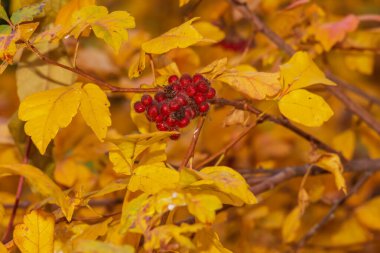 Sonbaharda mis kokulu sumac 'ın yakın çekimi. Latince adı Rhus Aromatica. Sumac dünya çapında astropikal ve ılıman bölgelerde yetişir..