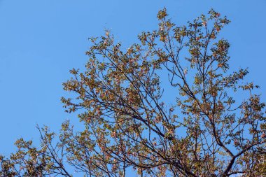 Fener ağacı ya da altın yağmur ağacı. Botanik adı Koelreuteria Paniculata. Yaygın yaprak döken sokak ağacı.