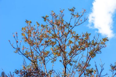 Fener ağacı ya da altın yağmur ağacı. Botanik adı Koelreuteria Paniculata. Yaygın yaprak döken sokak ağacı.