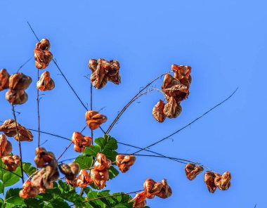 Fener ağacı ya da altın yağmur ağacı. Botanik adı Koelreuteria Paniculata. Yaygın yaprak döken sokak ağacı.