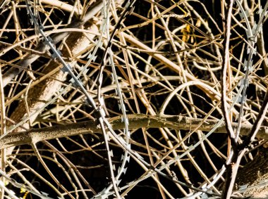 Güvenlik için çitlere asılmış çelik dikenli tellere yakın plan. Konsept özgürlük değil..