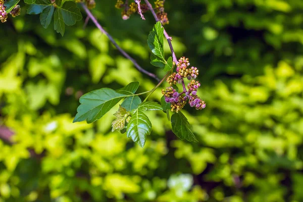 Baharda mis kokulu sumac 'ın yakın çekimi. Latince adı Rhus Aromatica. Sumac dünya çapında astropikal ve ılıman bölgelerde yetişir..