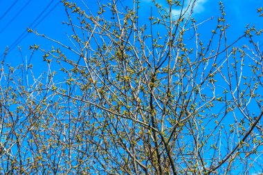 Baharda mis kokulu sumac 'ın yakın çekimi. Latince adı Rhus Aromatica. Sumac dünya çapında astropikal ve ılıman bölgelerde yetişir..