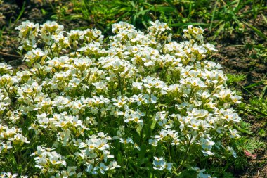 Arap bir bahar bitkisi, beyaz bahar çiçeğinizle birlikte. Yaygın olarak Rock Cress olarak bilinir.