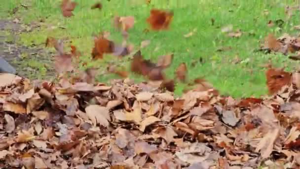 Worker Removes Autumn Leaves Park Close Preparing City Winter — Stock Video