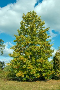 Lale liriodendronu çok güzel bir süs ağacıdır. Sonbaharda lale liriodendronu.