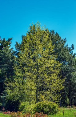 Lale liriodendronu çok güzel bir süs ağacıdır. İlkbaharda lale liriodendronu.