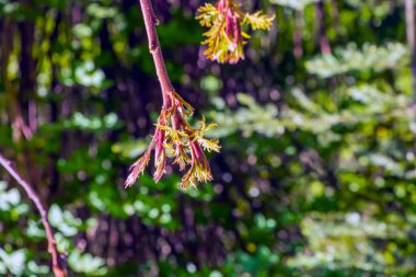 Rhus tifinası ilkbaharın başında. Rhus typhina, Anacardiaceae familyasından bir bitki türü..