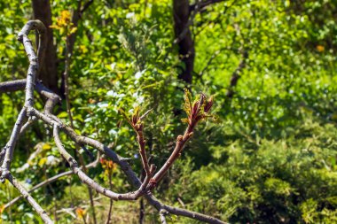 Rhus tifinası ilkbaharın başında. Rhus typhina, Anacardiaceae familyasından bir bitki türü..