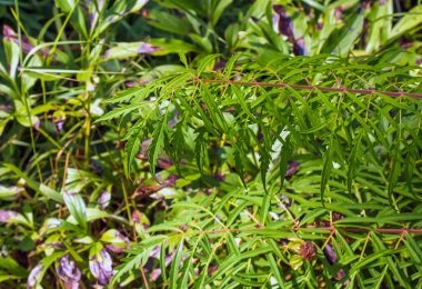 Temmuz 'da Rhus tifinası. Rhus typhina, Anacardiaceae familyasından bir bitki türü..