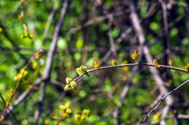 Baharda sumac Rhus trilobata tomurcukları ve yaprakları.