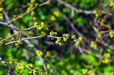 Baharda sumac Rhus trilobata tomurcukları ve yaprakları.